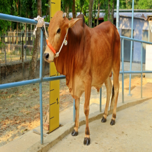 Male - Bull (ষাঁড়)